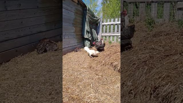 петухи Падуан и Амераукана с курами смотреть онлайн