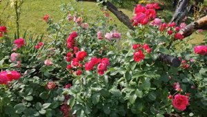 #Розы в саду. #Сорта которые поздно зацветают. #Керио, #Тэльма, #Соул.
