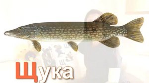 Учим алфавит, буква Щ. Развивающее видео