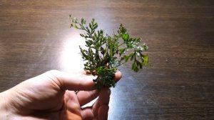 БОЛБИТИС БЭБИ ЛИФ ( Bolbitis heteroclita difformis )