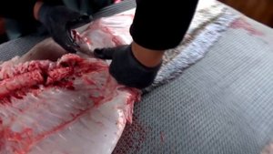 Разделка и готовка крупных СОМОВ! (cutting catfish cook)