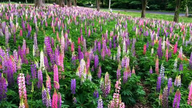 Japanese forest park filled with spring flowers  | Shinrin Koen park ｜森林公園　🍃🍃🥀🥀 смотреть онлайн