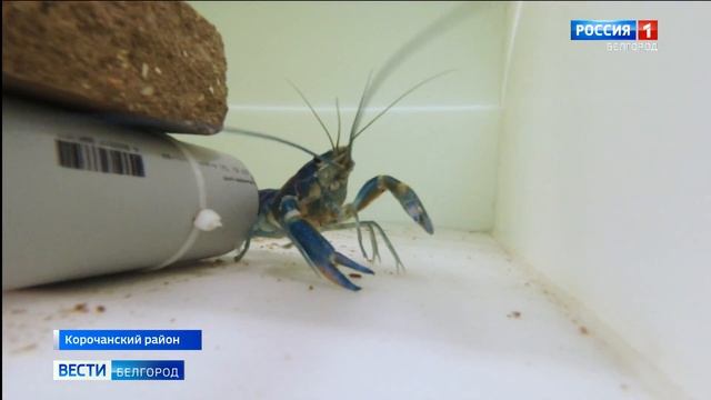 В Белгородской области начала работу первая ферма по разведению австралийских красноклешневых раков смотреть онлайн