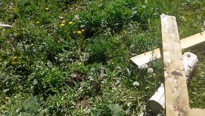 Деревенская коррида.