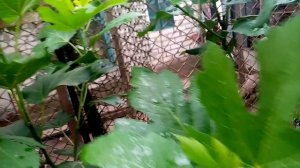 Инжир прищипка на урожай, поведение разных сортов.