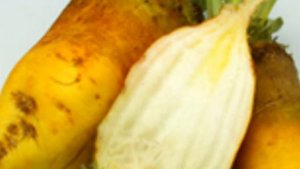 Свекла кормовая эккендорфская желтая