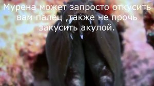 Плоскохвост, ядовитая змея. Охотник на мурен.