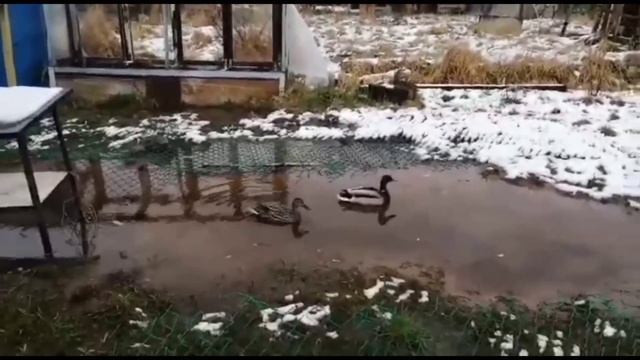ДИКИЕ УТКИ НА ДАЧЕ. Утки в апреле. Природа на даче. смотреть онлайн