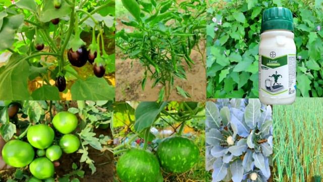 Bayer Luna Experience fungicide | Fluopyram + Tebuconazole | Luna | Systemic Fungicide