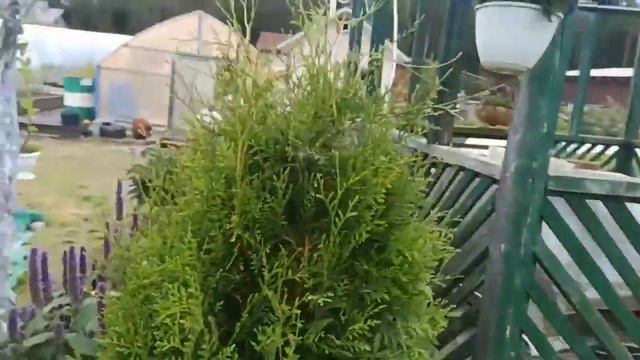 ПЕТУНИЯ.Повторное цветение в начале осени, после омолаживающей обрезки. #цветывсаду