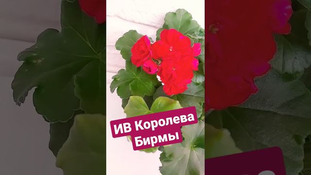 Настоящая королева!!