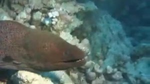 В Египте Дайвинг в Красном море. Зубастая Мурена ищет жертву. В Египте отдых в Хургаде видео