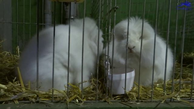 Карликовый баран ангора на выставке в Германии смотреть онлайн