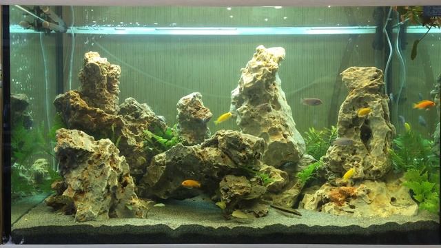 Цихлидник 300 литров смотреть онлайн