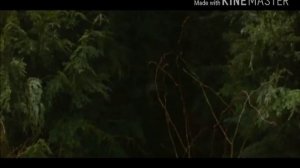 Волк Джейкоб из Сумерки