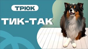 Трюк тик-так, команда перекладывания лап, выучить новый трюк с собакой