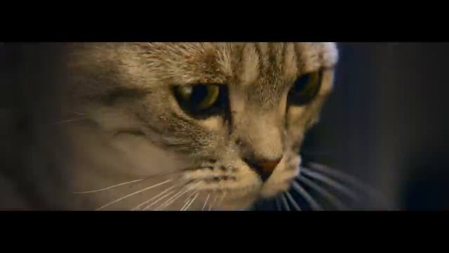Whiskas Lamp