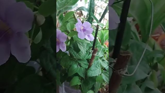 my new thunbergia grandiflora plant