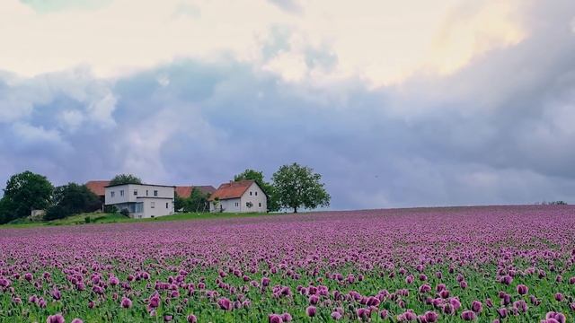 Евангелие дня. Чтимые святые дня. Апостольский пост. (08 июля 2020 г.) смотреть онлайн