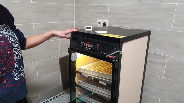 Как вывести перепела? От закладки яйца до третьего дня жизни птенца. смотреть онлайн