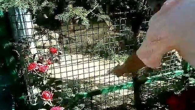 Зоопарк"Фельдмана" смотреть онлайн