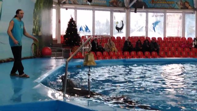 Дельфинарий. Дельфины и фотосессия. смотреть онлайн