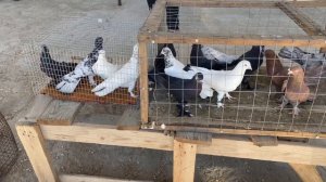 Выставка-ярмарка  голубей в Дагестане п.Манас. #Голуби #Махачкала #Дагестан #pigeons #ГолубиДагеста