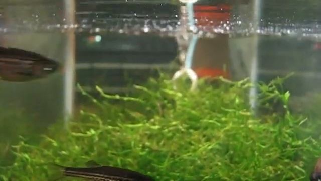 Leopard Danio (Danio rerio var frankei) смотреть онлайн
