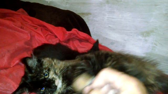 Идеальная кошечка Мейн кун редкого черного черепахового окраса смотреть онлайн