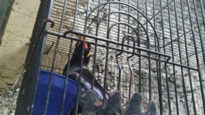 Священная майна