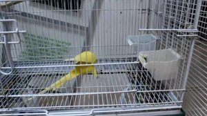 ВЛОГ Выставка говорящих попугаев Ара Какаду Волнистый Жако Ожереловый Talking Parrots Exhibition