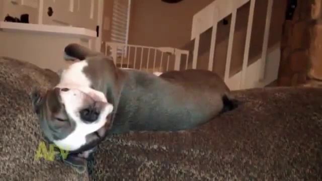 Сладкий сон собаки Потешные животные смотреть онлайн