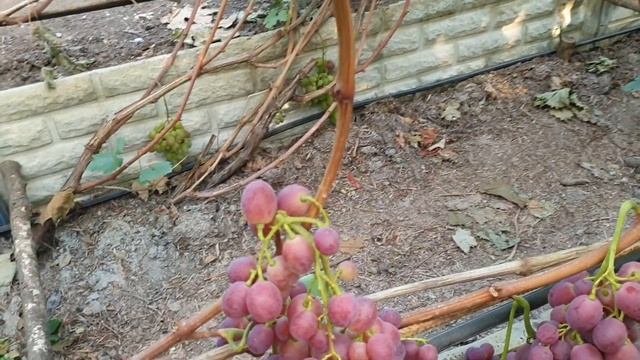 г ф Художник и Атлантида! смотреть онлайн