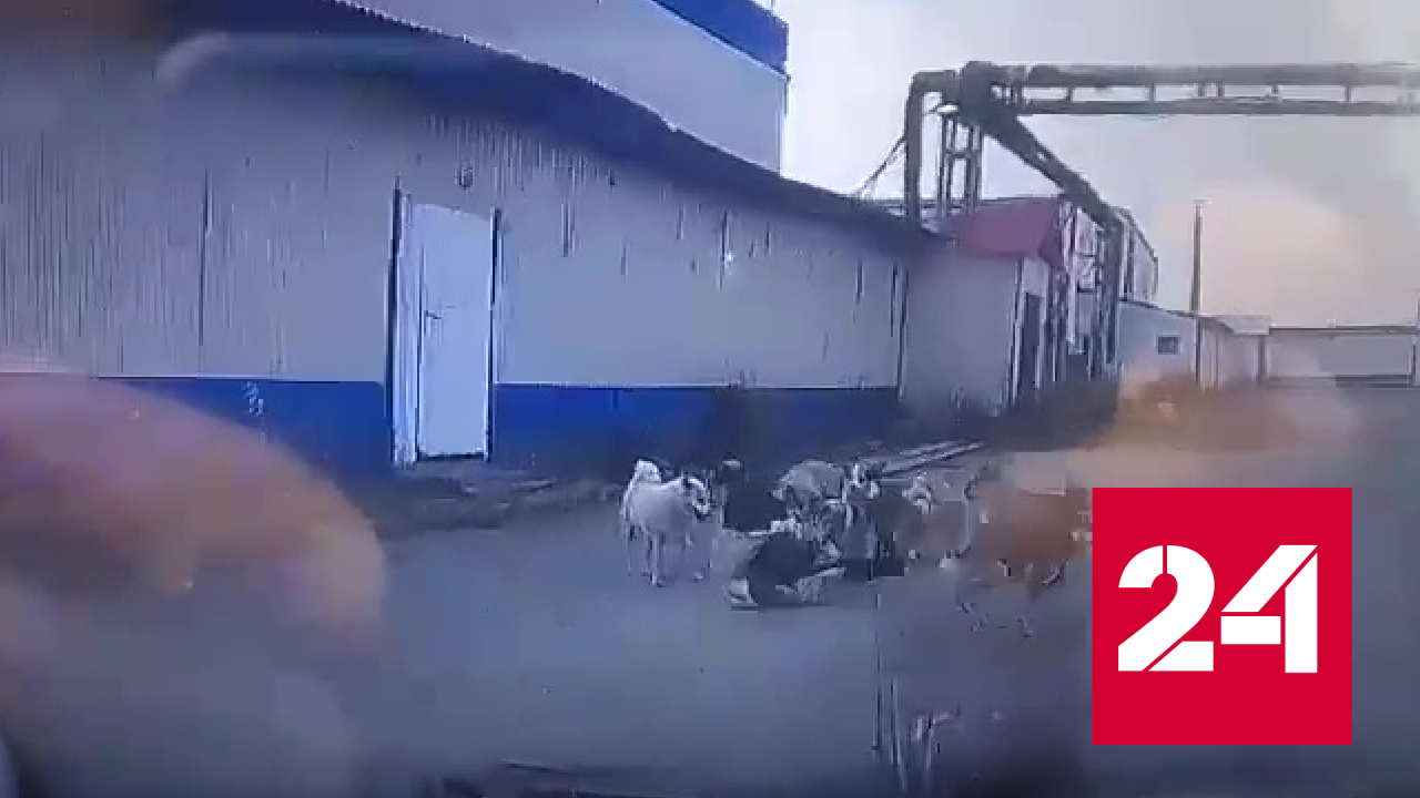 Водитель спас женщину от агрессивных собак в Нижневартовске - Россия 24