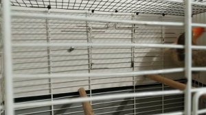 Гибрид Чижа и Канарейки (гибридизация) часть 1