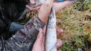 РЫБАЛКА НА РЕКЕ//ЛОВЛЯ НА ПАУК//ТЁПЛЫЕ ДЕНЬКИ ПРОВЕДЁННЫХ ОСЕНЬЮ НА РЕКЕ!