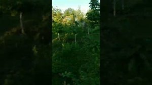 Антихрущ - спасаем деревья