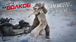 Добыли матерого волка!охота на волков.wolf hunting.