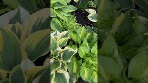 Hosta pin up. Хоста пин ап и манго танго