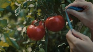 Heinz  Все дело в томатах 20