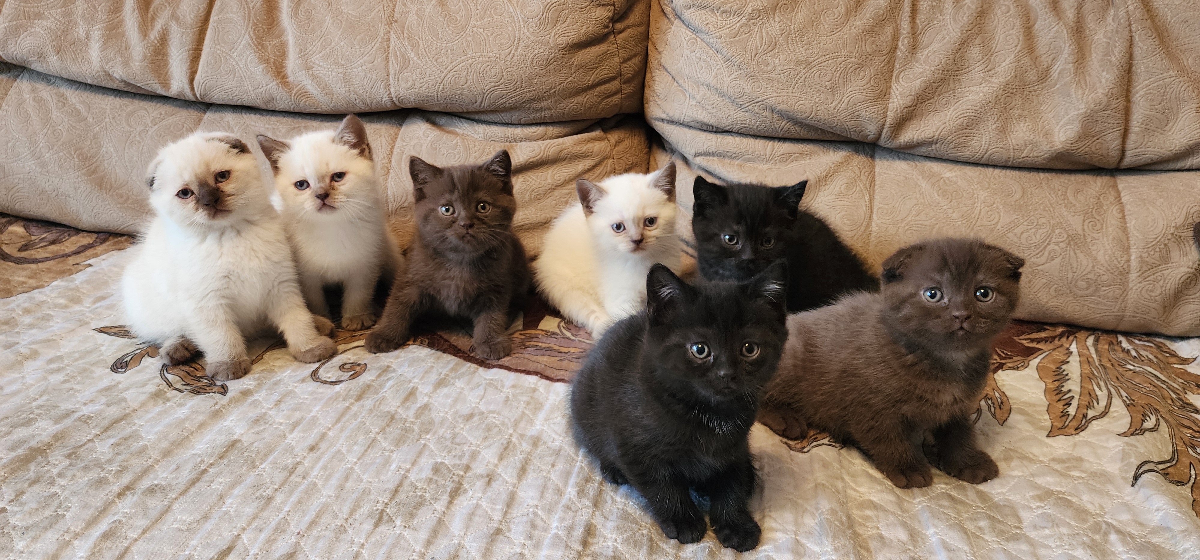 вислоухая кошка даром. шотландские котята прямоухие голубые. шотландская вислоухая кошка метис. светлый вислоухий пушистый котенок. полушотландец котенок.