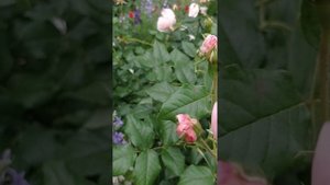 Розы ?Вильям Моррис,?Хэритэйдж,?Сандра Ренессанс,?Надин Кселла Ричи.?