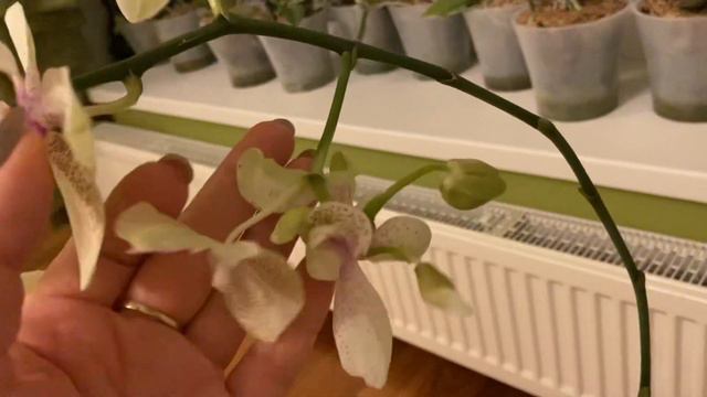 Орхидея мутант майя orchid phalaenopsis maya, orchid mutant maya