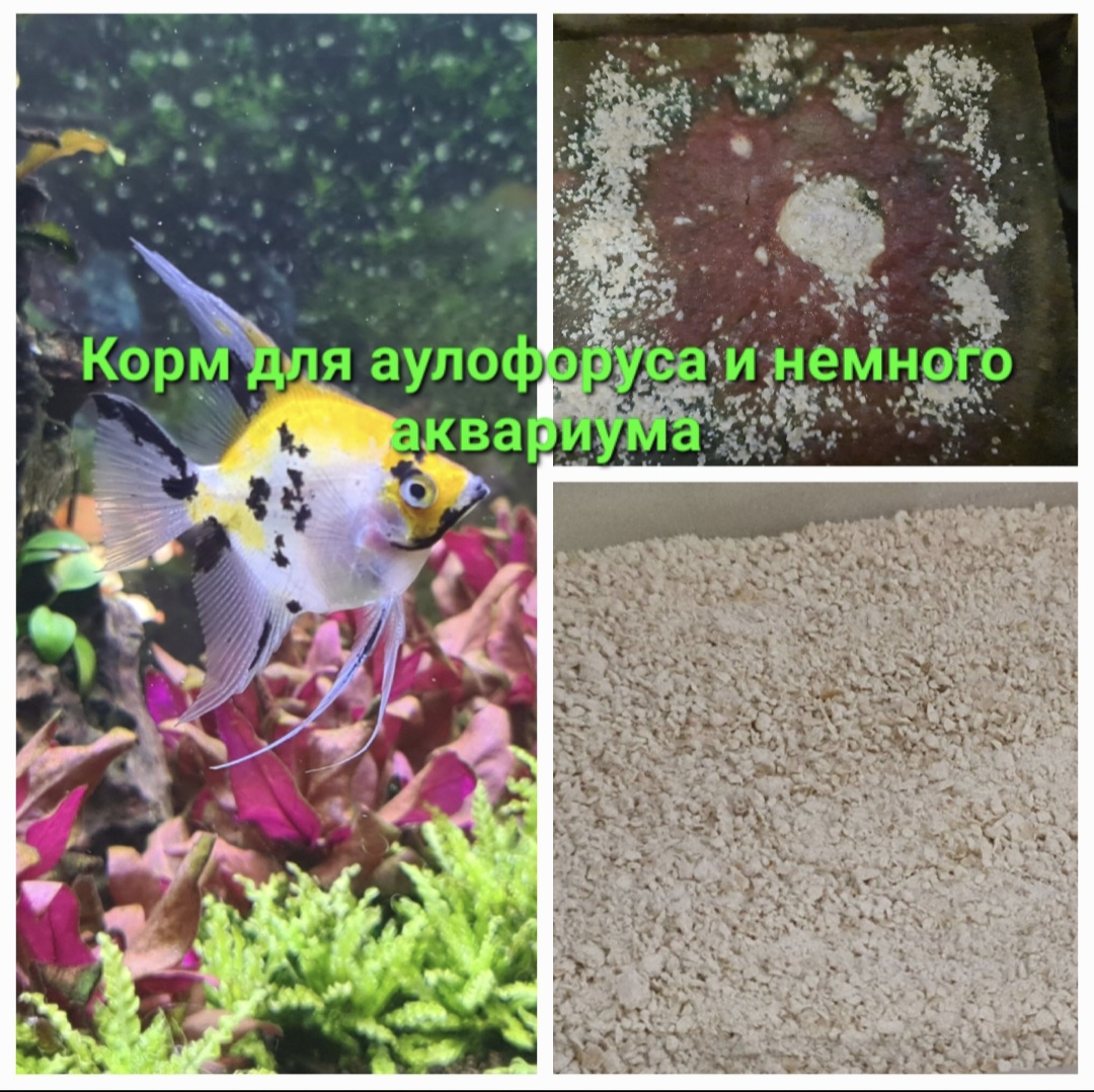 Корм для аулофоруса и немного аквариума смотреть онлайн