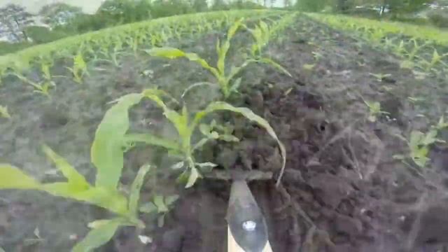 DeWit Tools weeding with the Push Spork смотреть онлайн