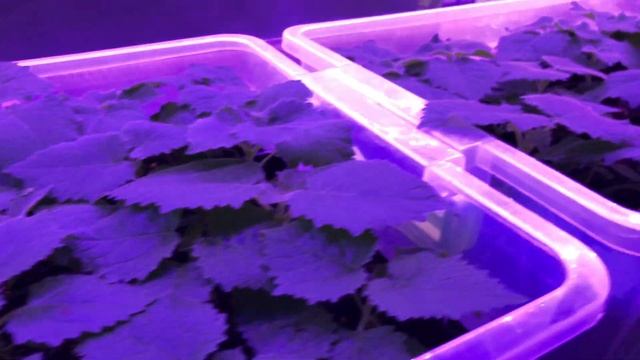 Павловния ТОП дерево будущего! смотреть онлайн