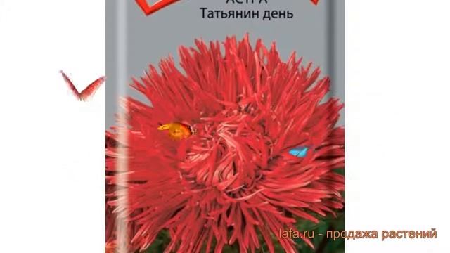 Астра обыкновенная Татьянин день (tatyanin den) ? обзор: как сажать, семена астры Татьянин день смотреть онлайн
