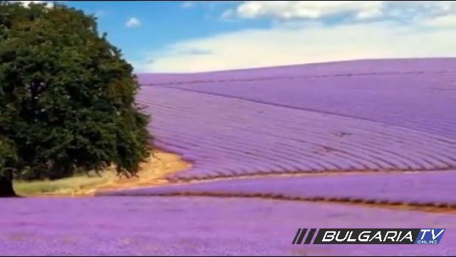Bulgaria: La coltivazione della Lavanda смотреть онлайн