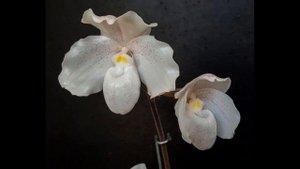 Орхидея Пафиопедилум уход в домашних условиях,сорта с фото