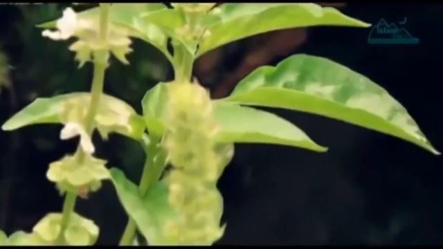 Севак - гигиена полости рта смотреть онлайн